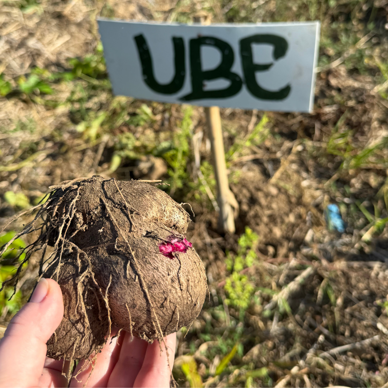 Racine d'ube fraîchement récoltée tenue à la main devant un écriteau "UBE" planté dans la terre. Image